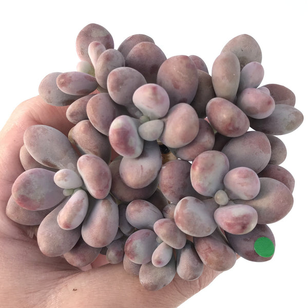 Graptopetalum 'Amethystinum' Cluster 6" Rare Succulent Plant