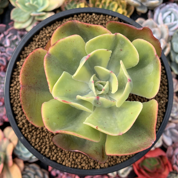 Echeveria 'Enfant' Variegated 3"-4" Succulent Plant