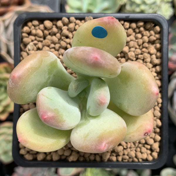 Pachyphytum 'Doctor Cornelius' 2" Succulent Plant