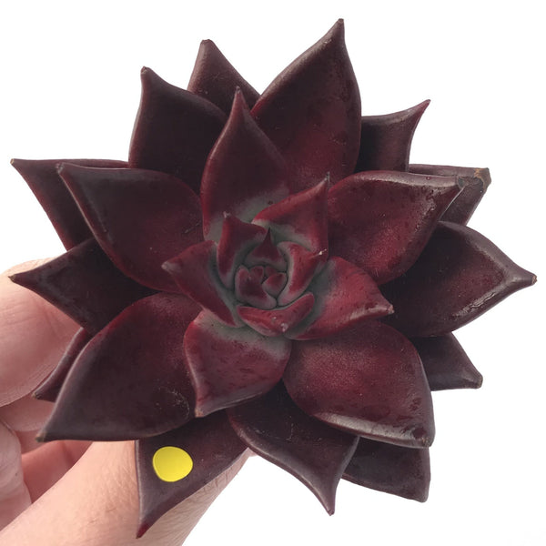 Echeveria Agavoides 'Luming' 4" Succulent Plant