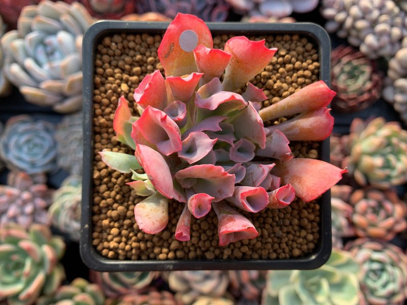 Echeveria 'Trumpet Pinky' 2"-3" Succulent Plant