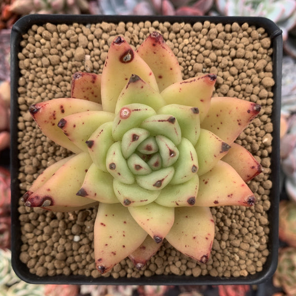 Echeveria Agavoides 'Maria' 4" Succulent Plant