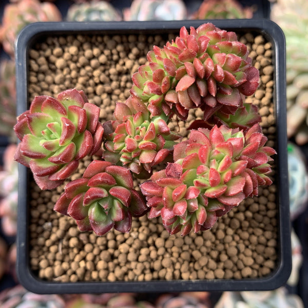 Sedeveria 'Letizia' Crested Cluster 2"-3" Succulent Plant