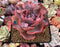 Echeveria 'Beyonce' Variegated 4" Succulent Plant