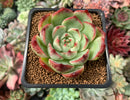 Echeveria 'Amore' 2” Succulent Plant