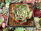 Echeveria 'Amore' 2” Succulent Plant