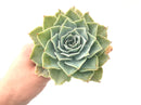 Echeveria 'Silver Queen' Variegated Large Rosette 5" Succulent Plant