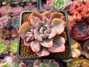 Graptoveria 'Mrs. Richards' Variegated 2" Succulent Plant