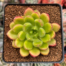 Cremneria 'Chubbs' (Cremnophila linguifolia x Echeveria setosa var. ciliata) 2" Succulent Plant