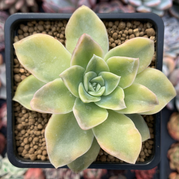 Graptoveria 'Harry Watson' Variegated 4" Succulent Plant