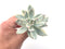 Echeveria 'Simonasa' Variegated 4" Large Powdery Succulent Plant