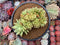 Echeveria Agavoides 'Maria' Crested Cluster 4"-5" Succulent Plant