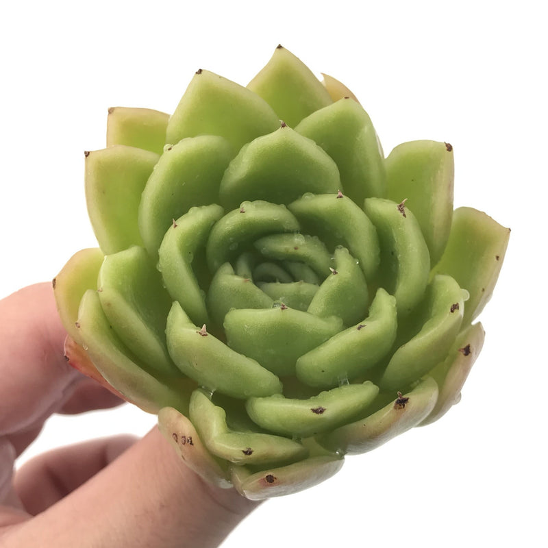 Echeveria Agavoides 'Raja' 2"-3" Rare Succulent Plant