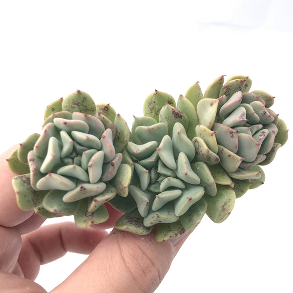 Echeveria ‘Fly to The Sky’ Runyonni Hybrid 3" Cluster Rare Succulent Plant