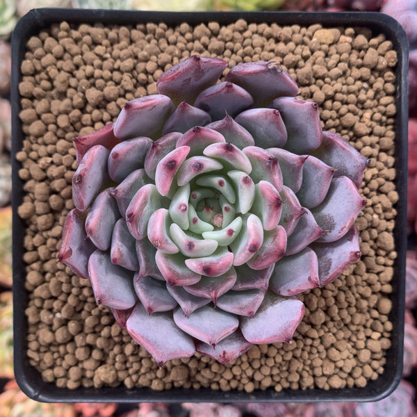 Echeveria 'Jackal' Selected Clone 2"-3" Succulent Plant