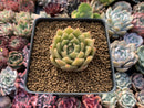 Echeveria Agavoides 'La Tale' 2" Succulent Plant