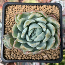 Echeveria 'Lemon Berry' Mutated/Variegated 2" Succulent Plant