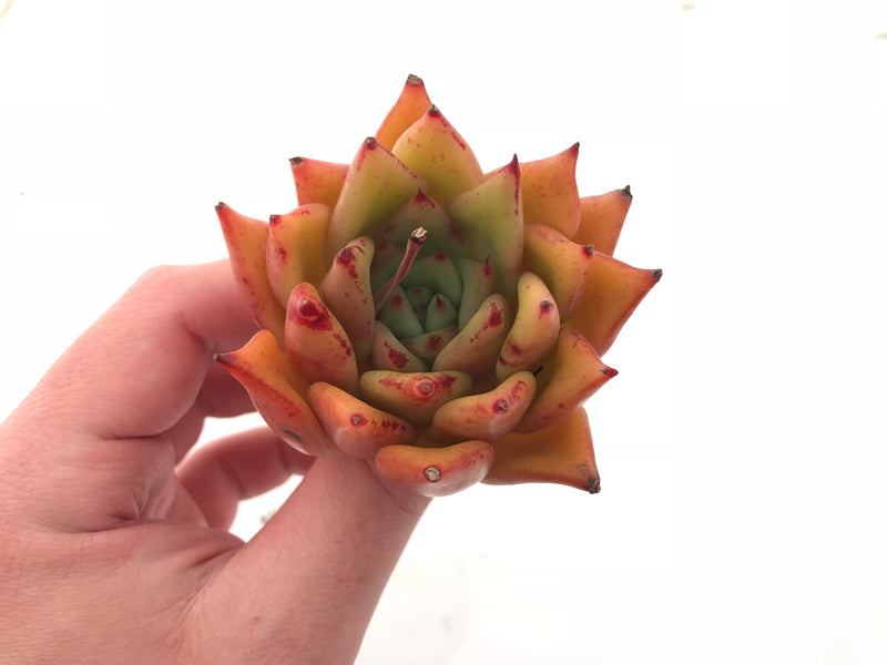 Echeveria Agavoides Ebony 3” Rare Succulent Plant