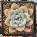 Echeveria 'White Champaign' 3" Succulent Plant