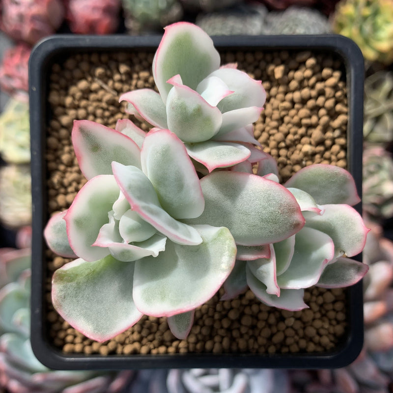 Echeveria 'Berkeley Light' Variegated 3" Cluster Succulent Plant