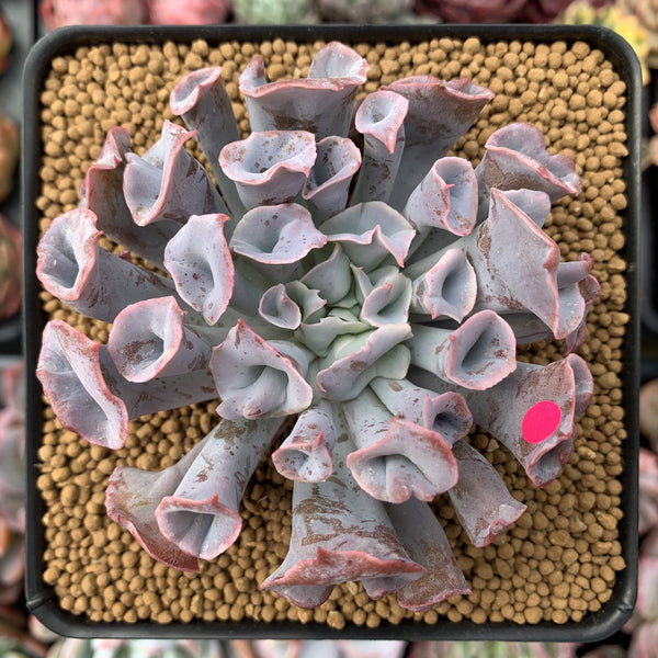 Echeveria 'Trumpet Pinky' 4" Succulent Plant