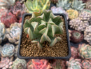 Echeveria 'Black Hawk' 3" Succulent Plant