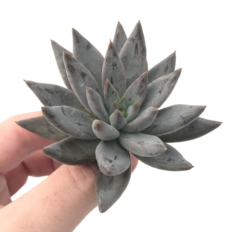 Echeveria 'Unguiculata' 3" Rare Succulent Plant