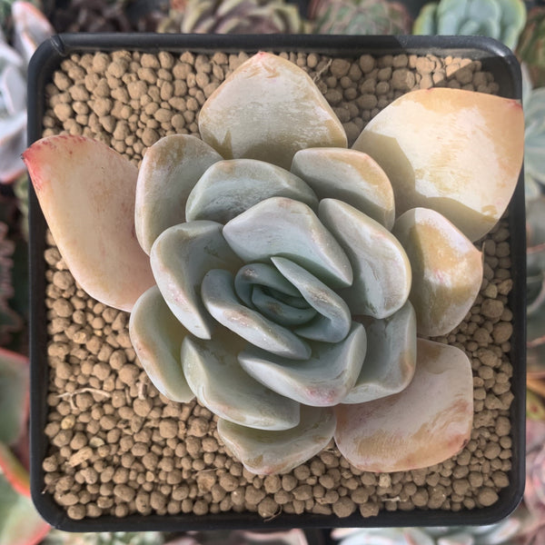 Echeveria 'Bambino 3" Succulent Plant