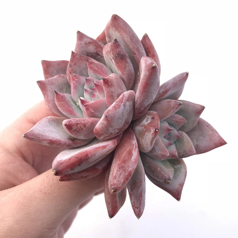 Echeveria Colorata Cluster 4” Rare Succulent Plant