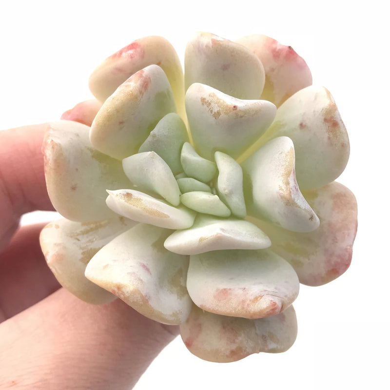 Echeveria Exotic 3” Rare Succulent Plant