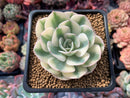 Echeveria 'Compton Carousel' 3" Succulent Plant