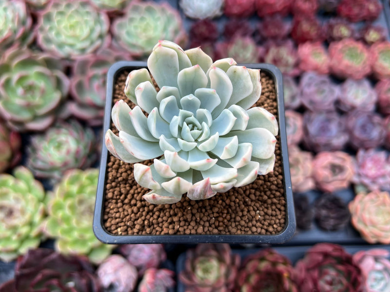 Echeveria 'Angel-In-Us' Variegated 2" Succulent Plant