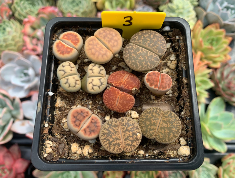 Collection of Lithops 2" (x11 Lithops)