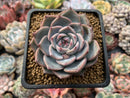 Echeveria 'Keralean' 2" Succulent Plant