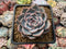 Echeveria 'Keralean' 2" Succulent Plant