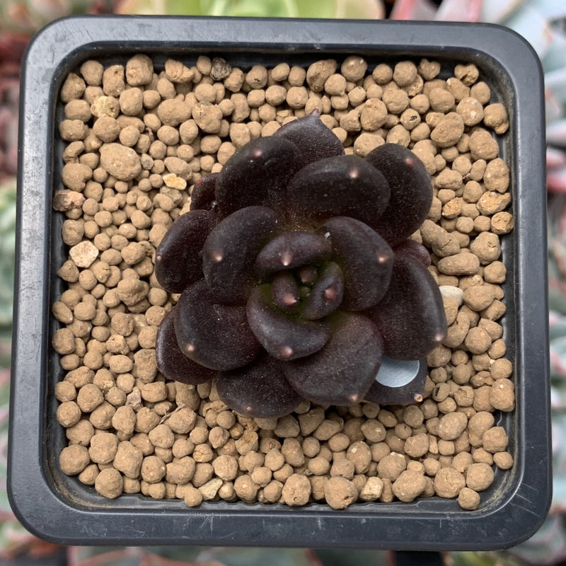 Echevera 'Blackbird' 1" Succulent Plant