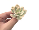 Echeveria Runyonii Variegated (Aka Echeveria 'Akaihosi' Variegated) 2" Succulent Plant