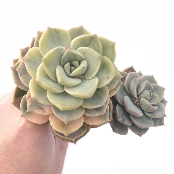 Echeveria Titubans Variegated Large Cluster 6” Rare Succulent Plant