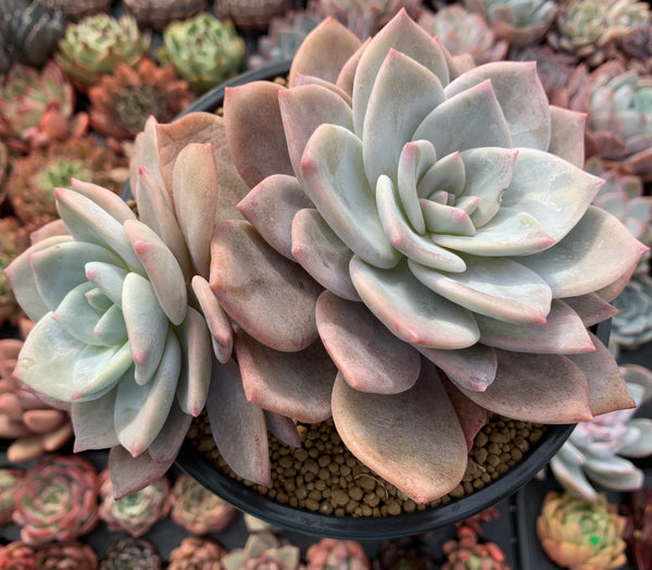 Echeveria 'Bianca' 6" Large Cluster Succulent Plant