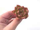 Echeveria Agavoides 'Champaign' 1" Succulent Plant