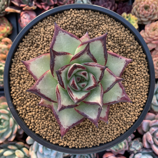 Echeveria Agavoides 'Ebony Superclone' 4" Succulent Plant