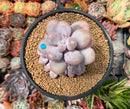 Pachyphytum Oviferum 'Moon Stone' 4" Cluster Succulent Plant