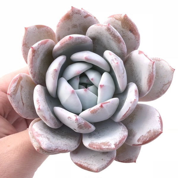 Echeveria Ivory Specimen 4” Rare Succulent Plant