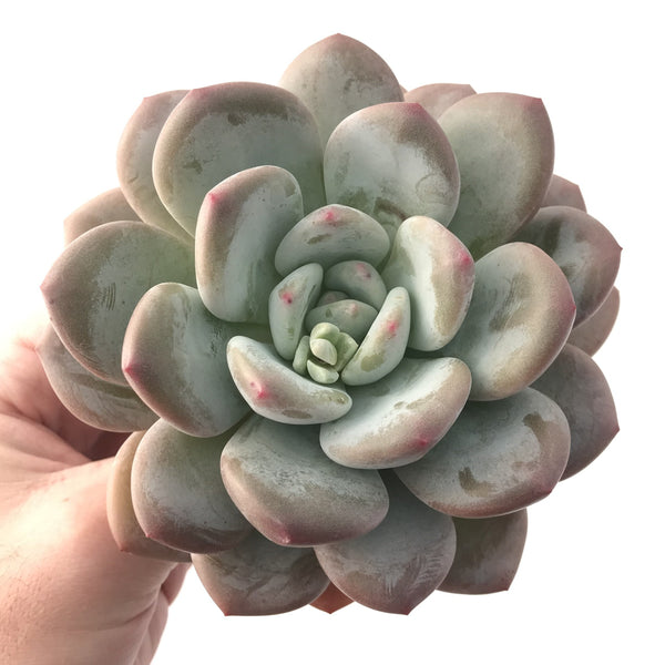 Echeveria 'Pearlberry' Powdery 4" Succulent Plant