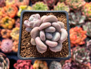 Pachyphytum Oviferum 'Tsukibijin' 2" Succulent Plant