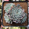 Echeveria 'Tuxpan' Cluster 2"-3" Succulent Plant