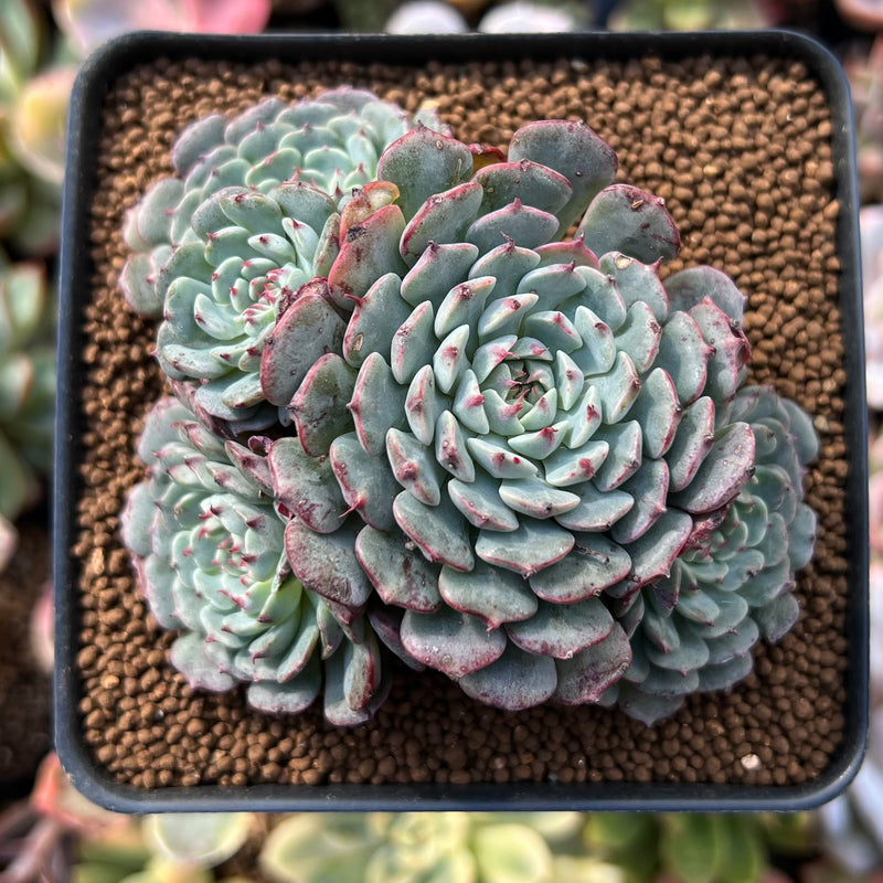 Echeveria 'Tuxpan' Cluster 2"-3" Succulent Plant