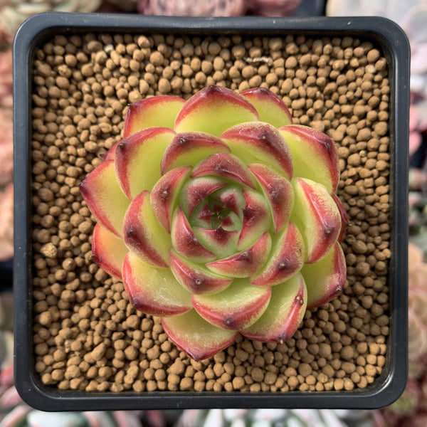 Echeveria Agavoides 'Moonstone' 2" Succulent Plant