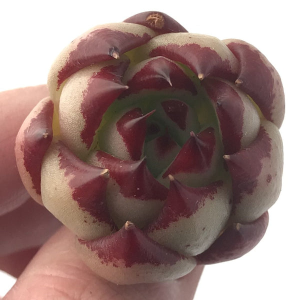 Echeveria Agavoides 'Casio' 1" Small Succulent Plant