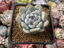 Echeveria 'Snow Bunny' 3" Powdery Succulent Plant